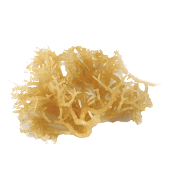 Sea moss 1
